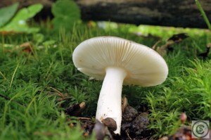 Abrikozenrussula 2.jpg_product